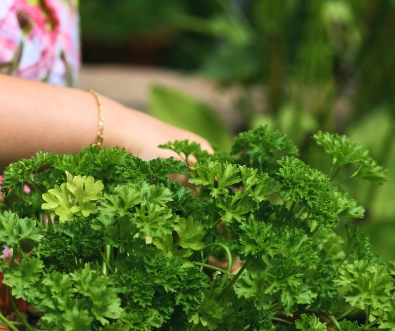 Parsley