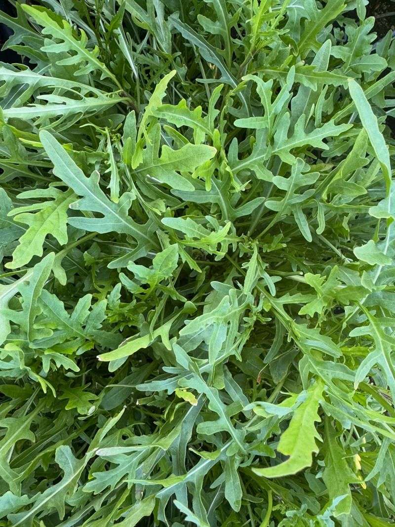 Arugula