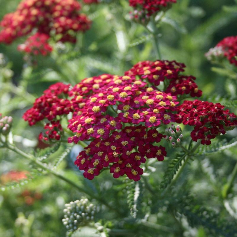 Yarrow Plants