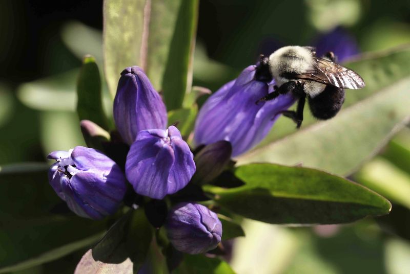 Bottle Gentian
