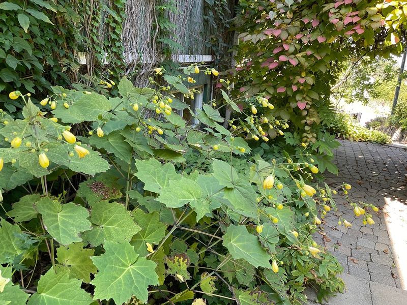 Kirengeshoma (Yellow Waxbells)