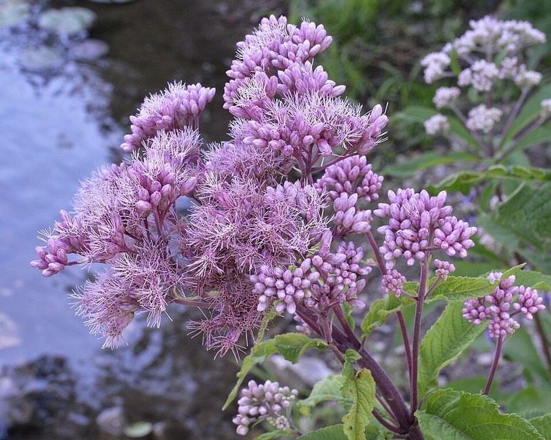 Joe-Pye Weed