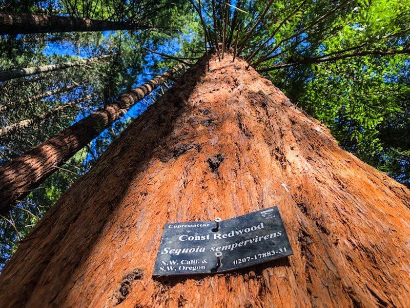 Rare Dawn Redwood Preservation Success Story