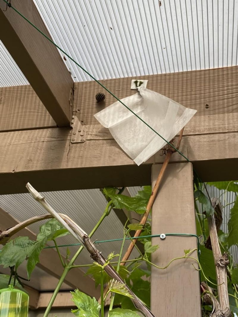 Dryer Sheet Deterrent