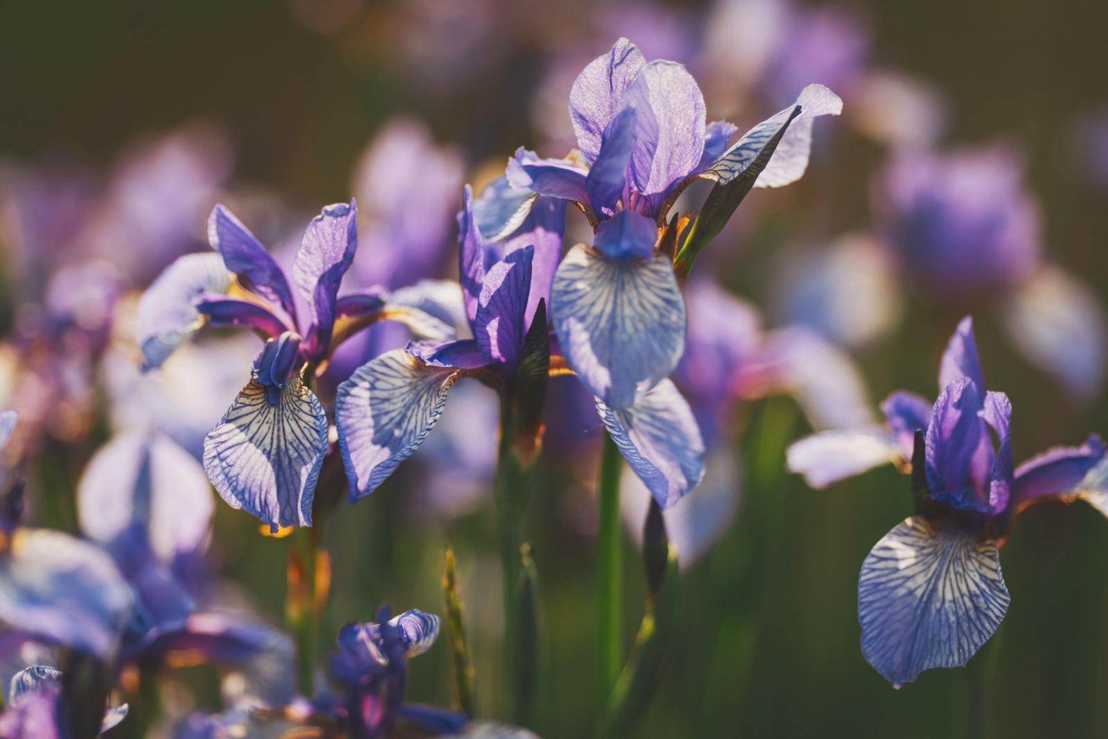 Blue siberian iris