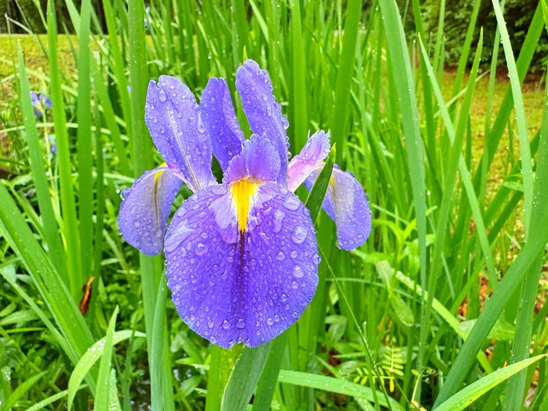Louisiana Iris