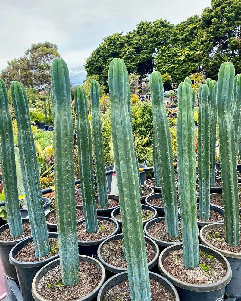 San Pedro Cactus