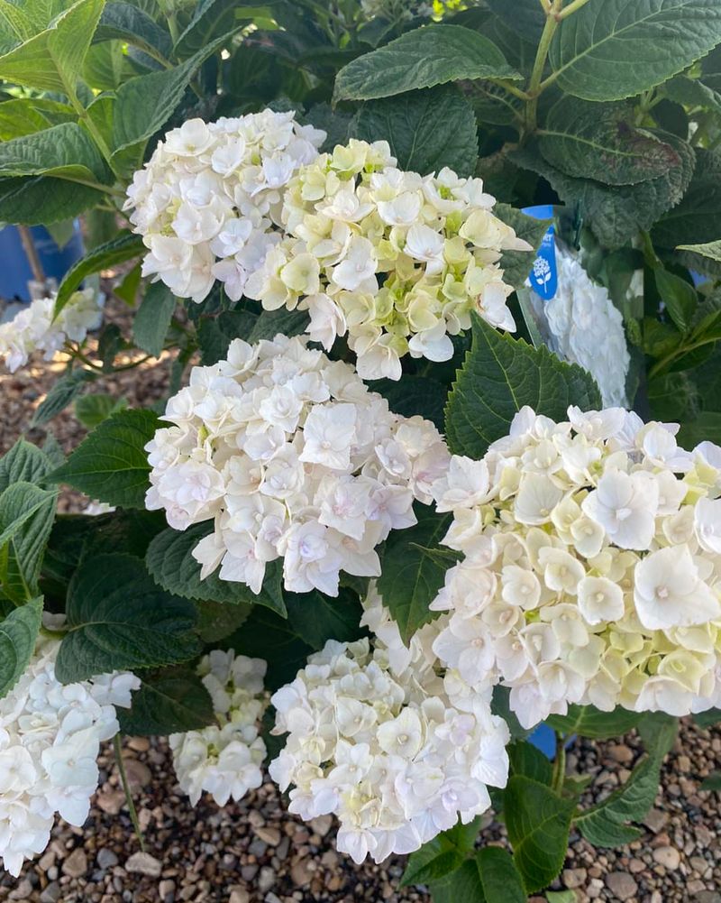 Choosing Thirsty Plants