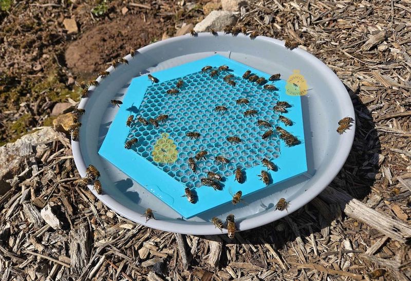 Perfect Placement For Maximum Pollinator Traffic