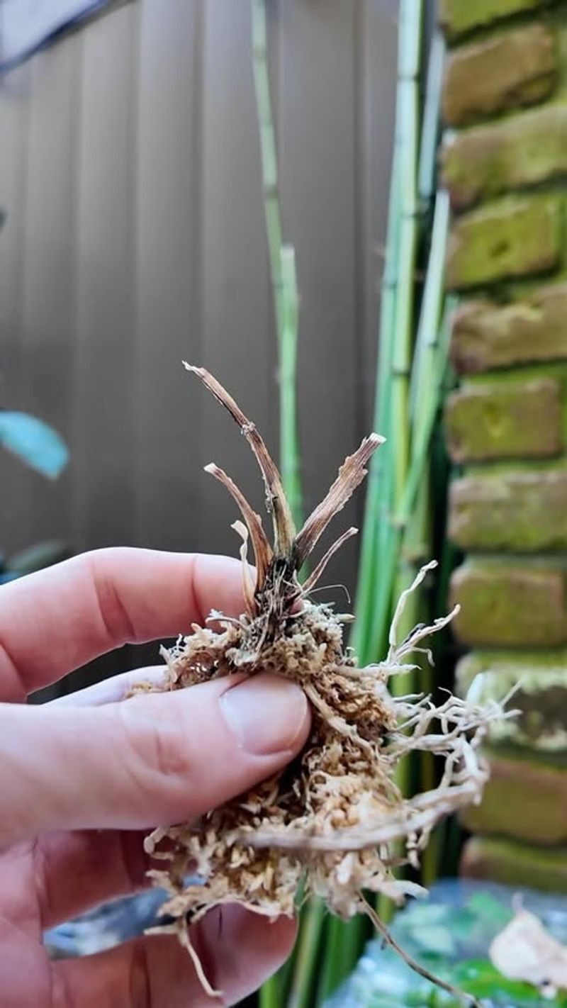 Root Rot Damage