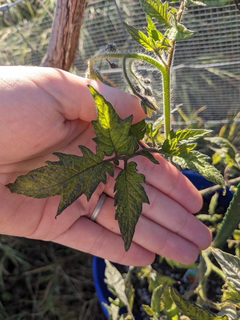 Phosphorus Deficiency