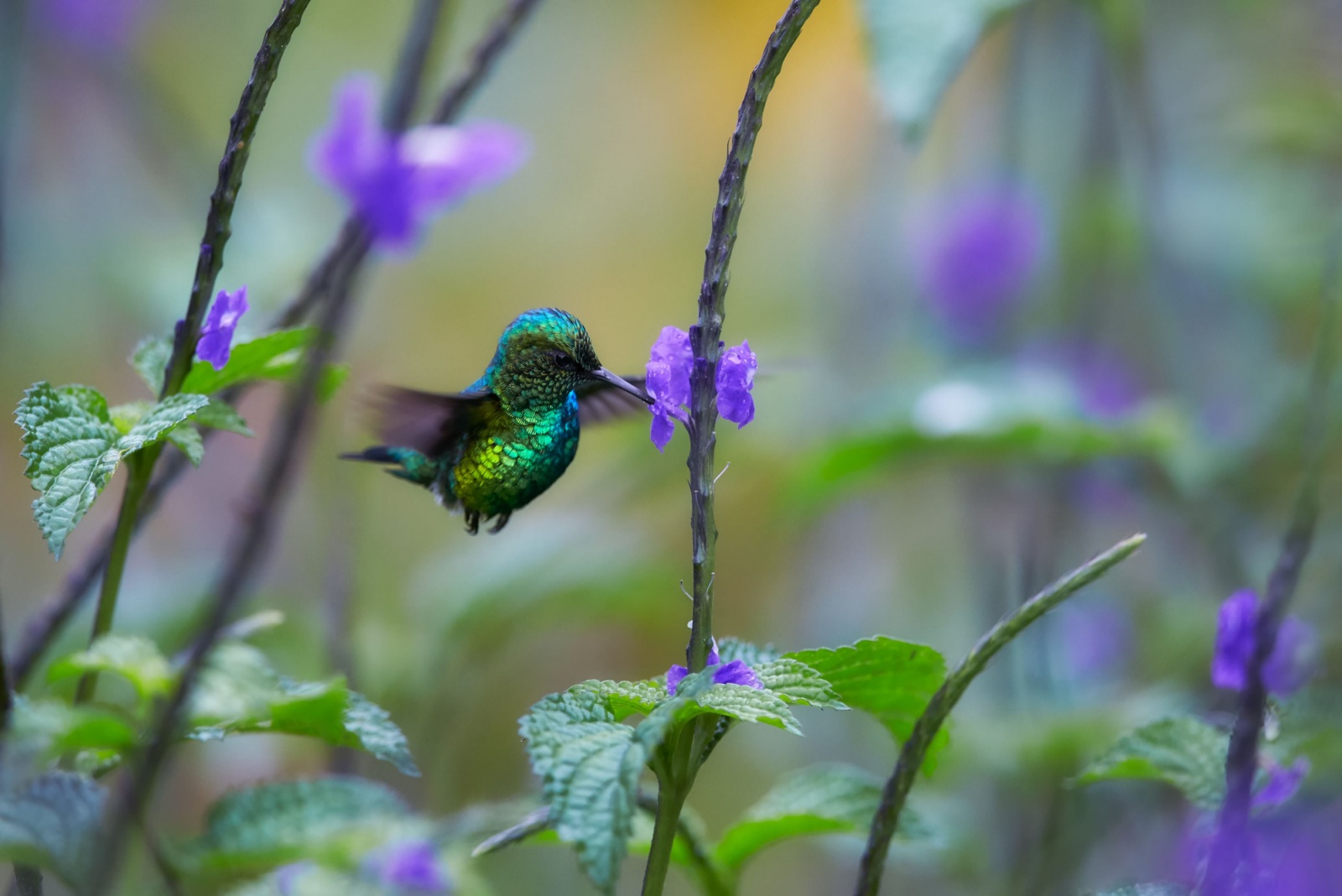 hummingbird feeding on a blue porterweed flower