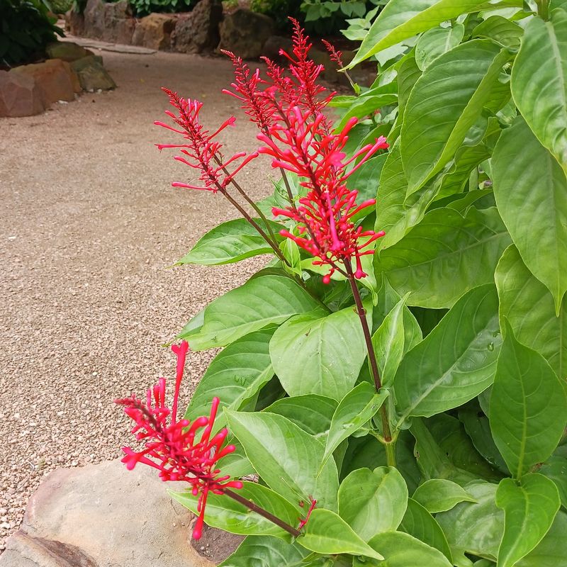 Firespike: The Tropical Stunner