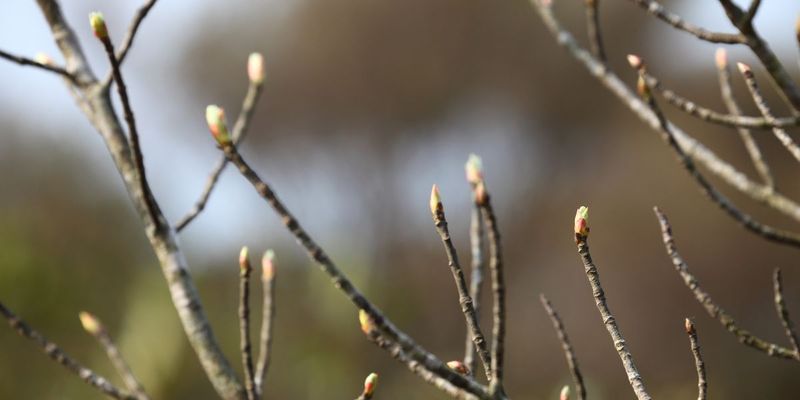 Leaf Bud Swelling Test