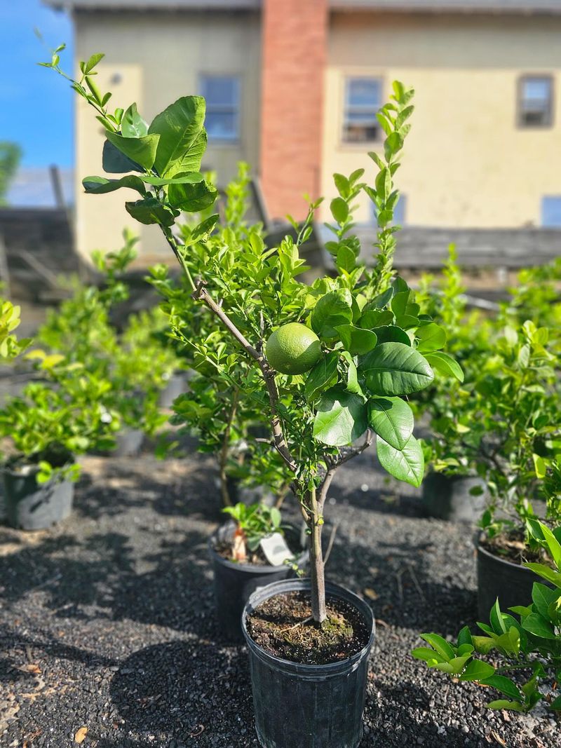 Citrus Trees Near Property Lines