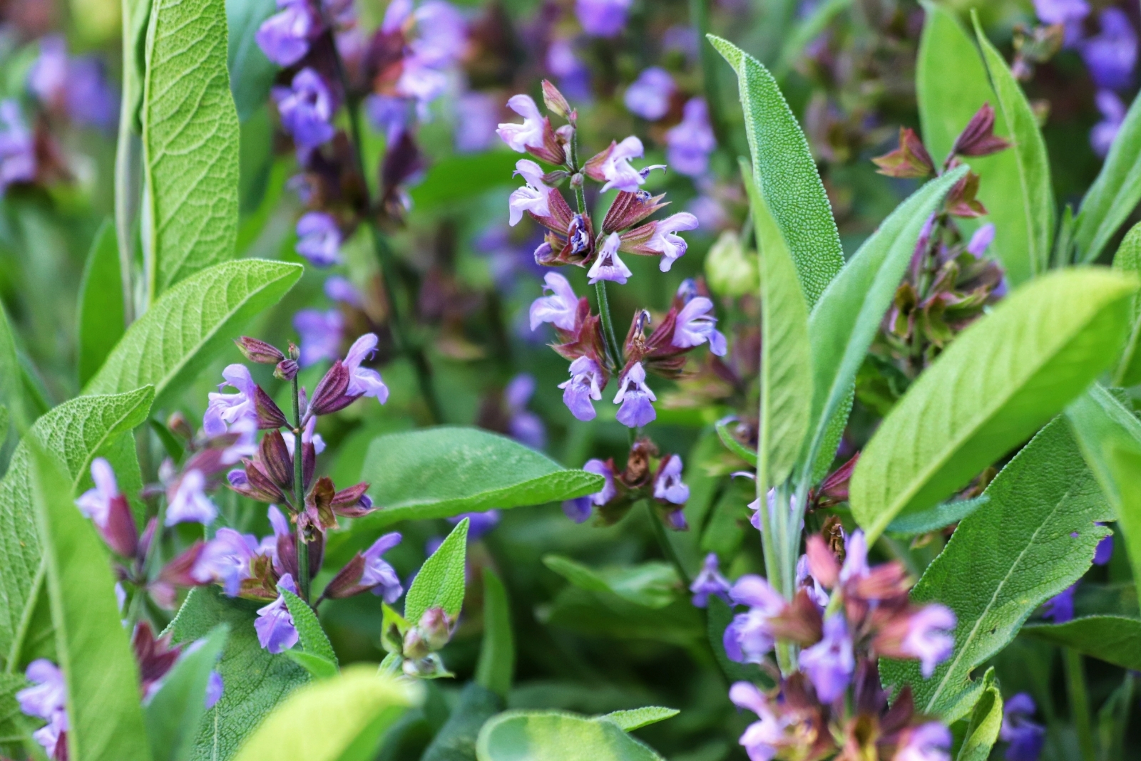 Ways Austin Homes Could Use Native Sage As Living Fences For Bees