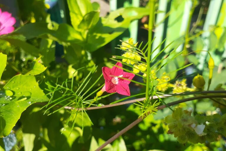 cypress vine flower