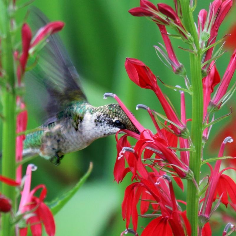 Cardinal Flower