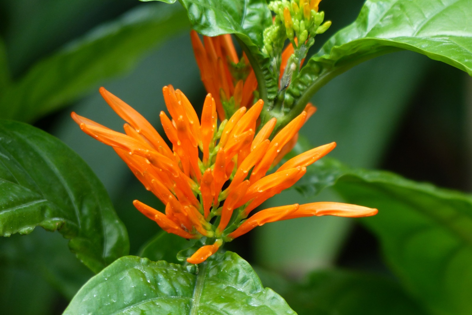 Unusual Flowers That Attract Hummingbirds To Your Arizona Garden