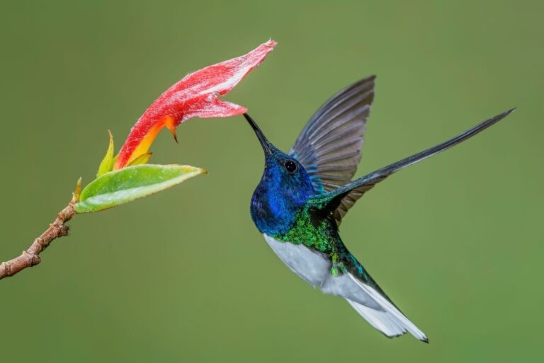 hummingbird feeding on a flower