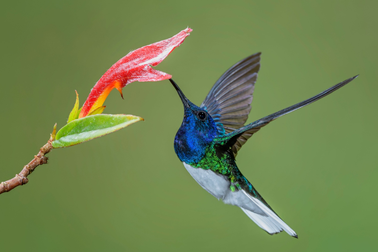 Unusual Flowers That Draw Hummingbirds Across Georgia