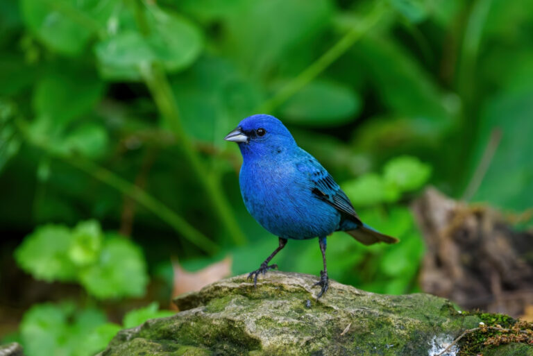Indigo bunting (featured image)