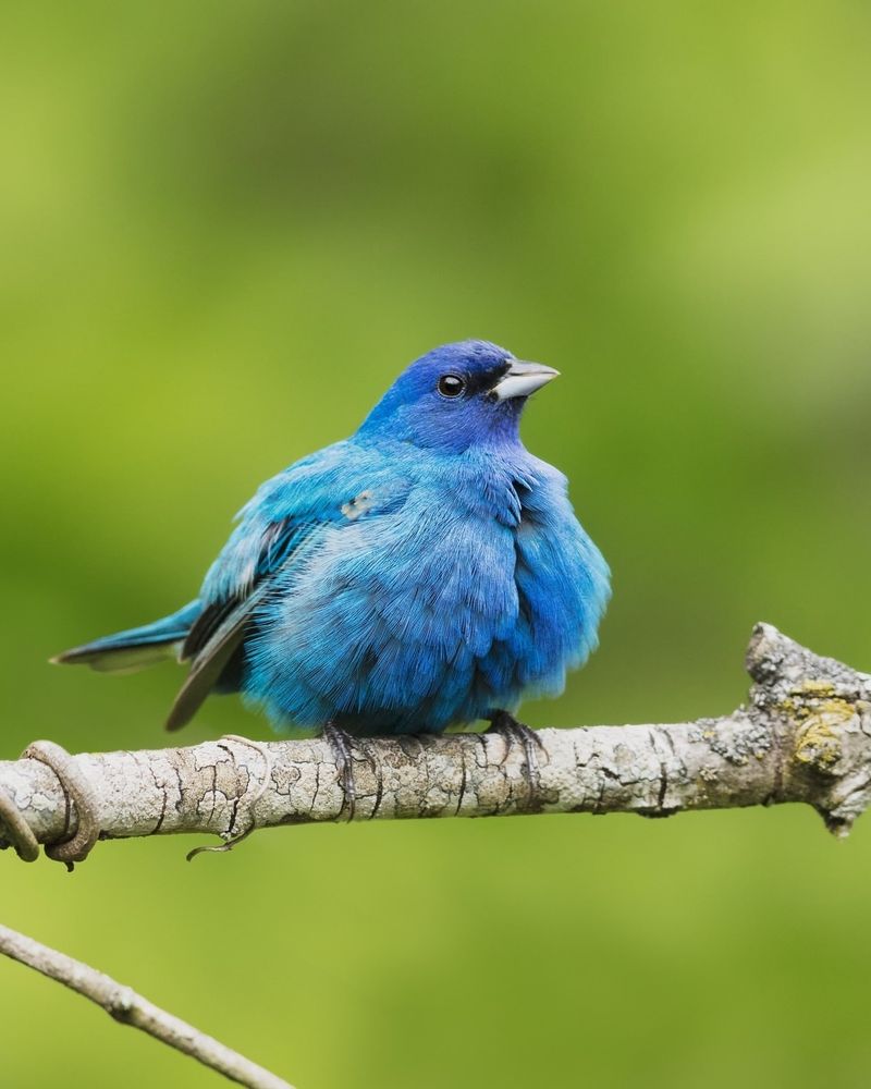 Indigo Bunting
