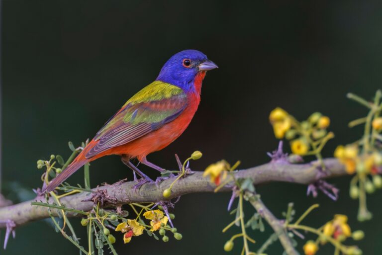 painted bunting bird on a branch