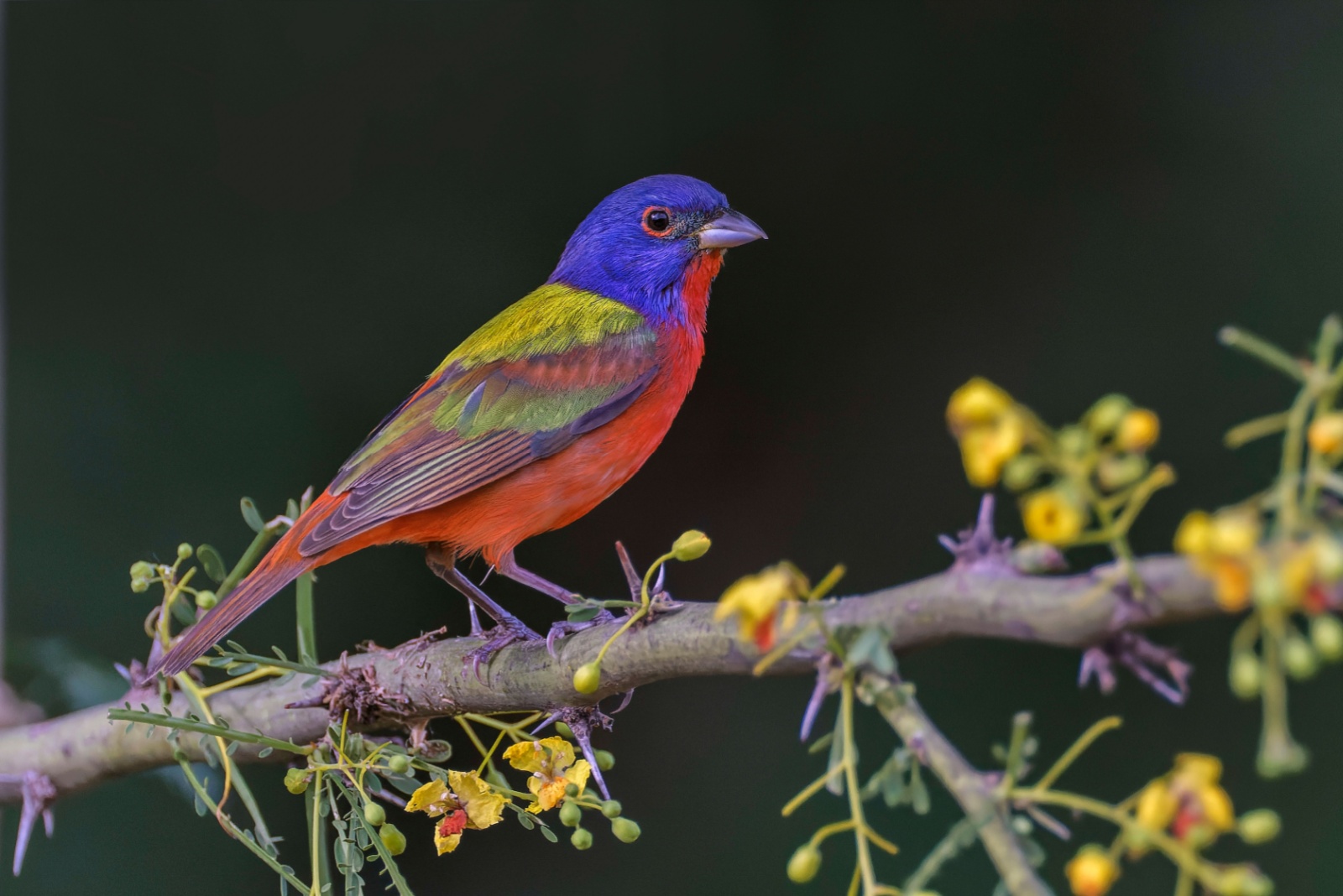 Unusually Colored Birds You Might See In Your North Carolina Backyard