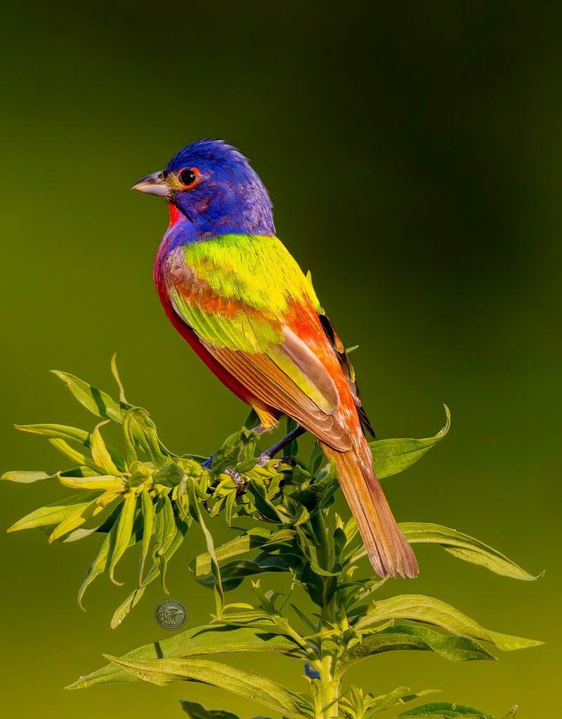 Painted Bunting: Nature's Rainbow