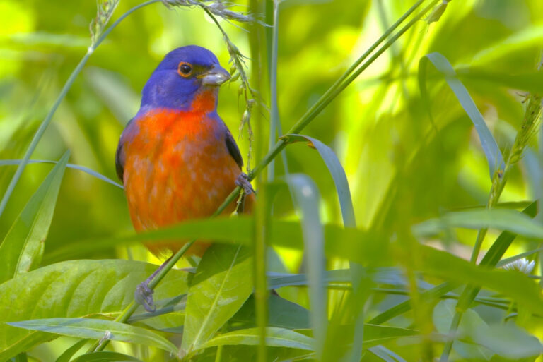 Painted Bunting (featured image)