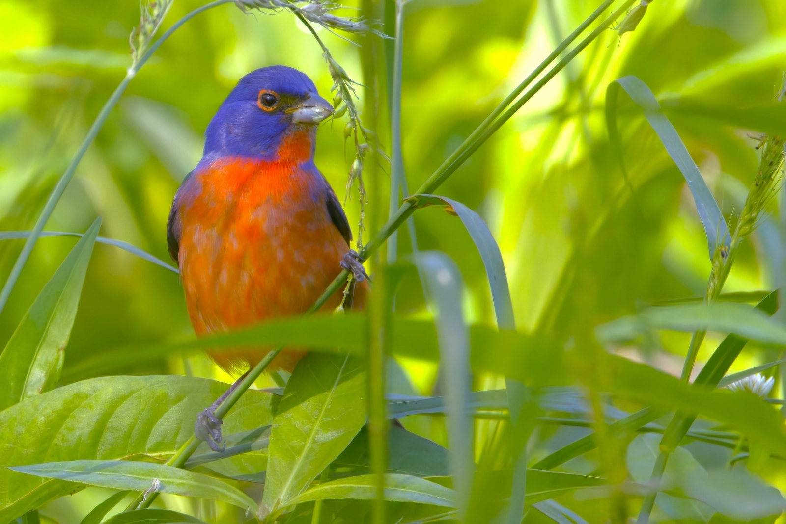 Unusually Colored Birds You Might Spot In Texas Backyards