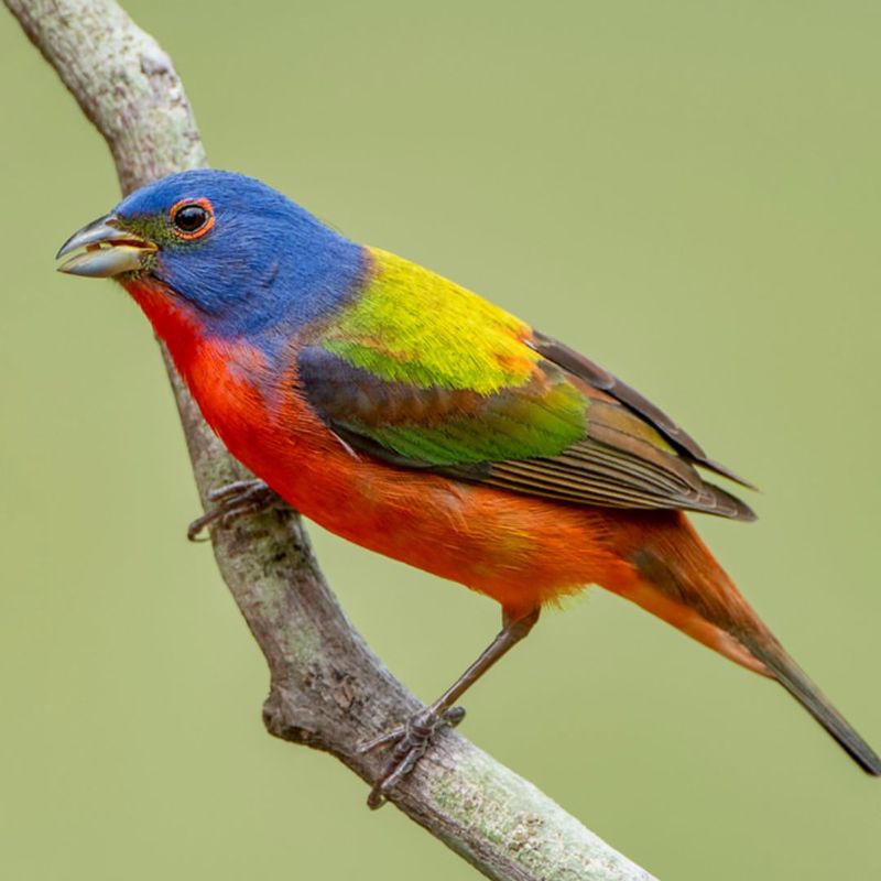 Painted Bunting