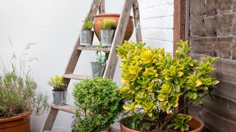 ladder as plant shelf