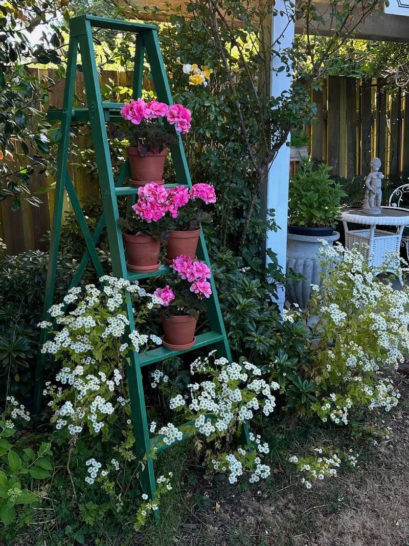 Vintage Ladder Plant Display