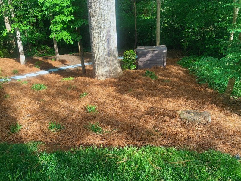 Pine Needle Cooling Mulch