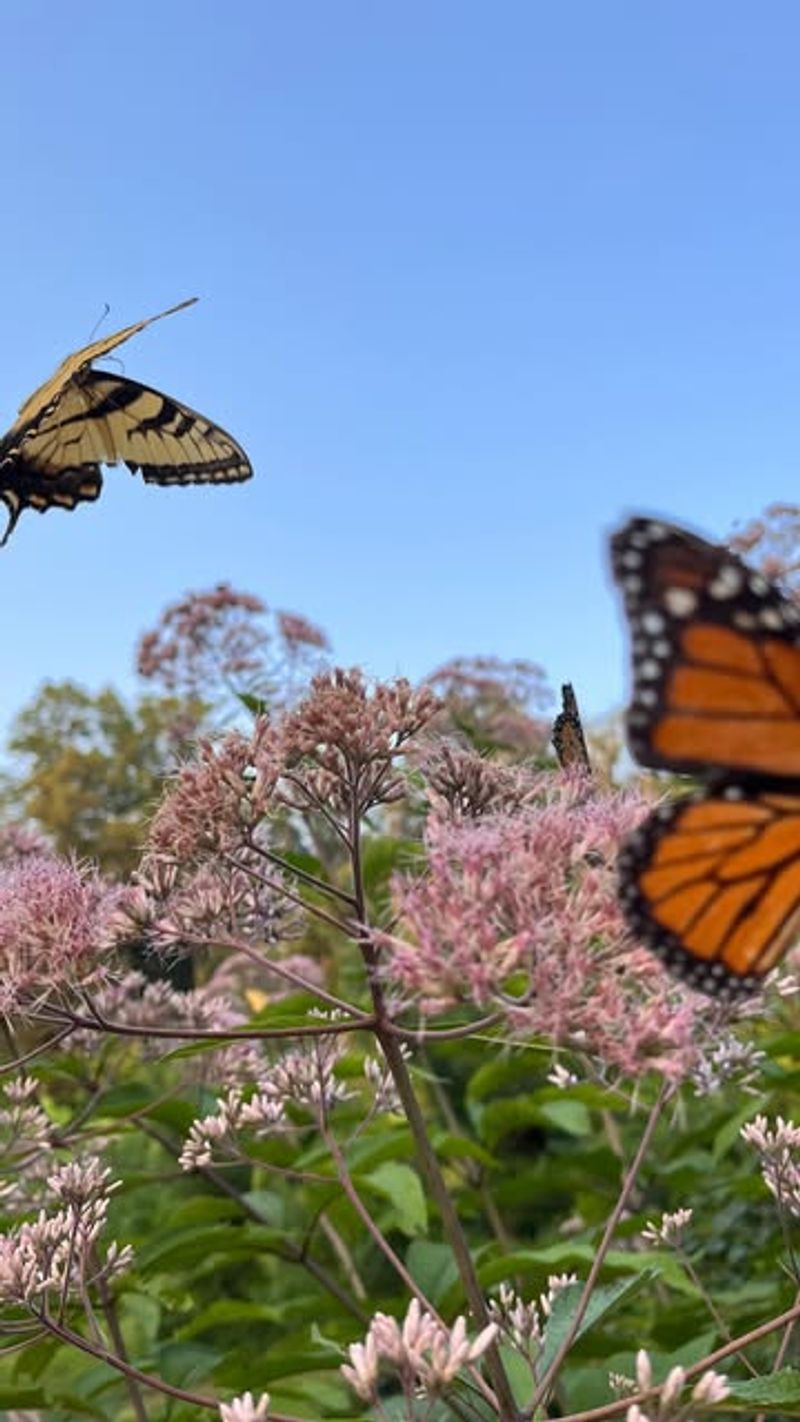 Butterfly Magnet Garden