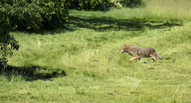 Trim Overgrown Vegetation Where Coyotes Might Hide