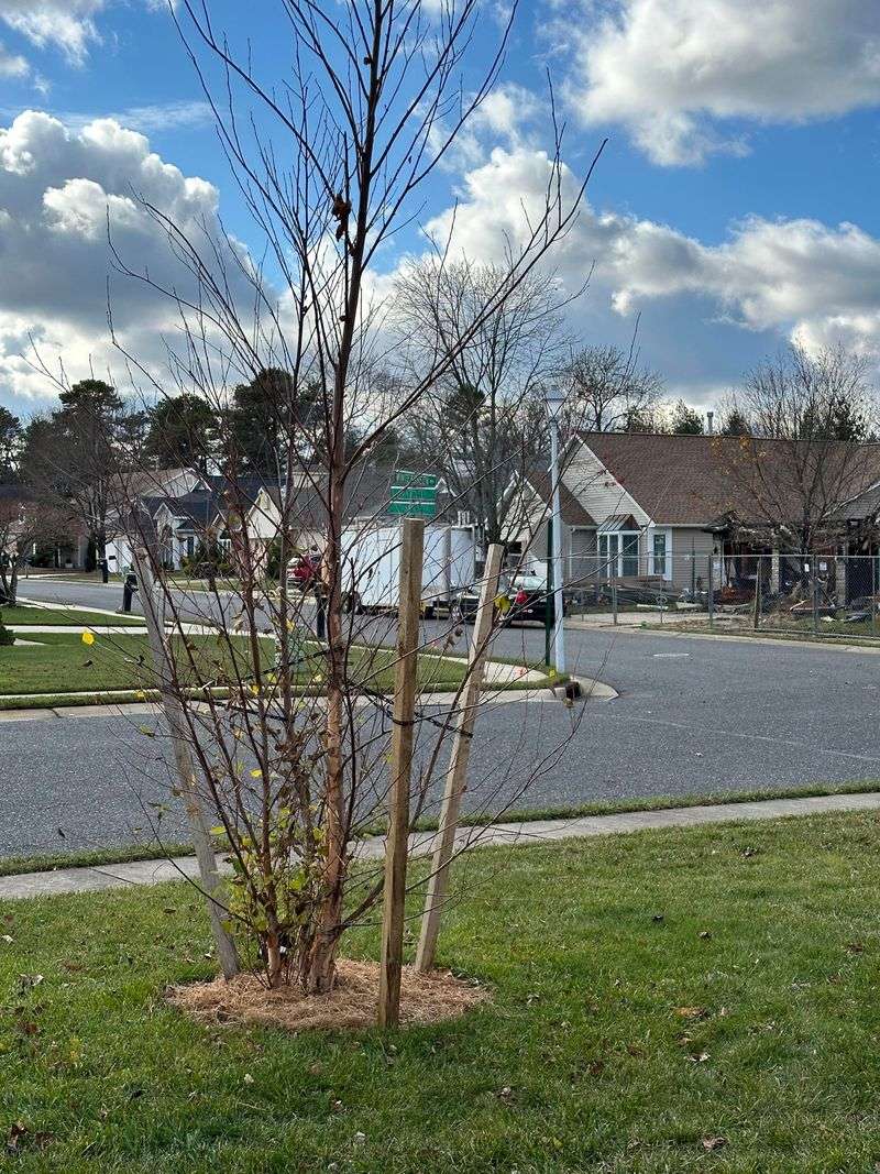 Trim Lower Tree Branches