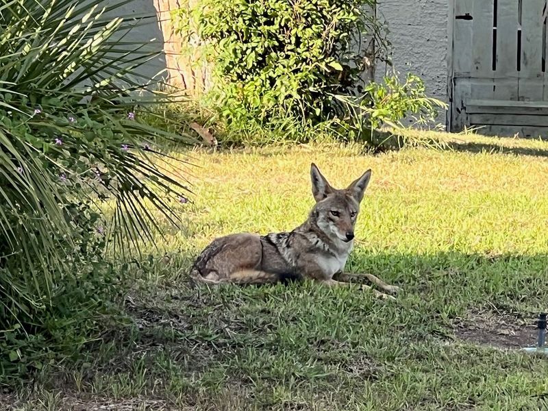 DON'T Feed Coyotes Intentionally Or Accidentally