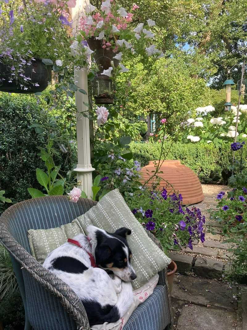 Leave Pets Unattended