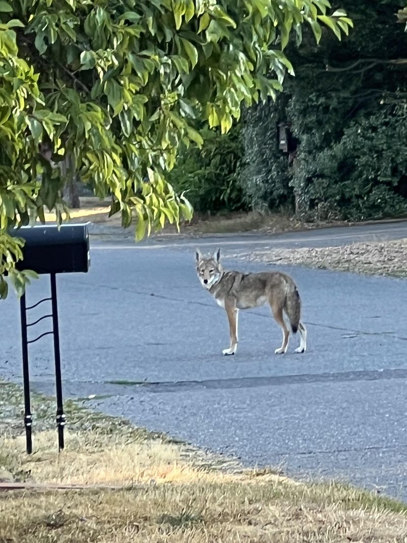 Approach or Corner a Coyote