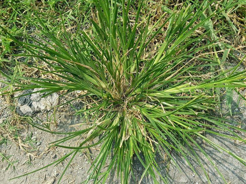Reduce Foot Traffic On Lawn