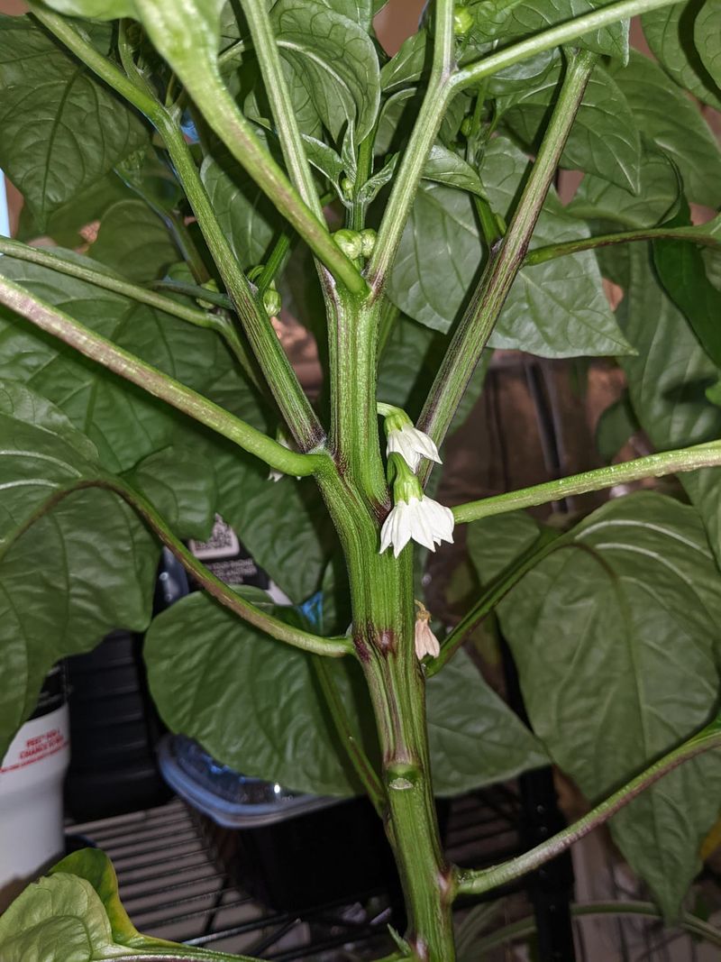 Implement Hand Pollination