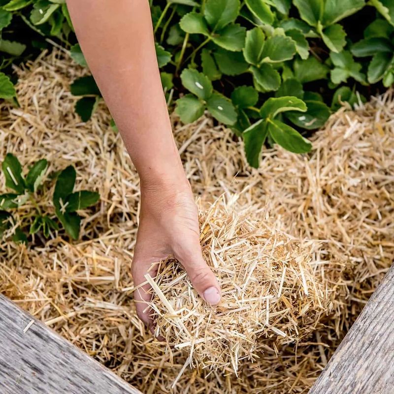 Apply Protective Mulch Strategies