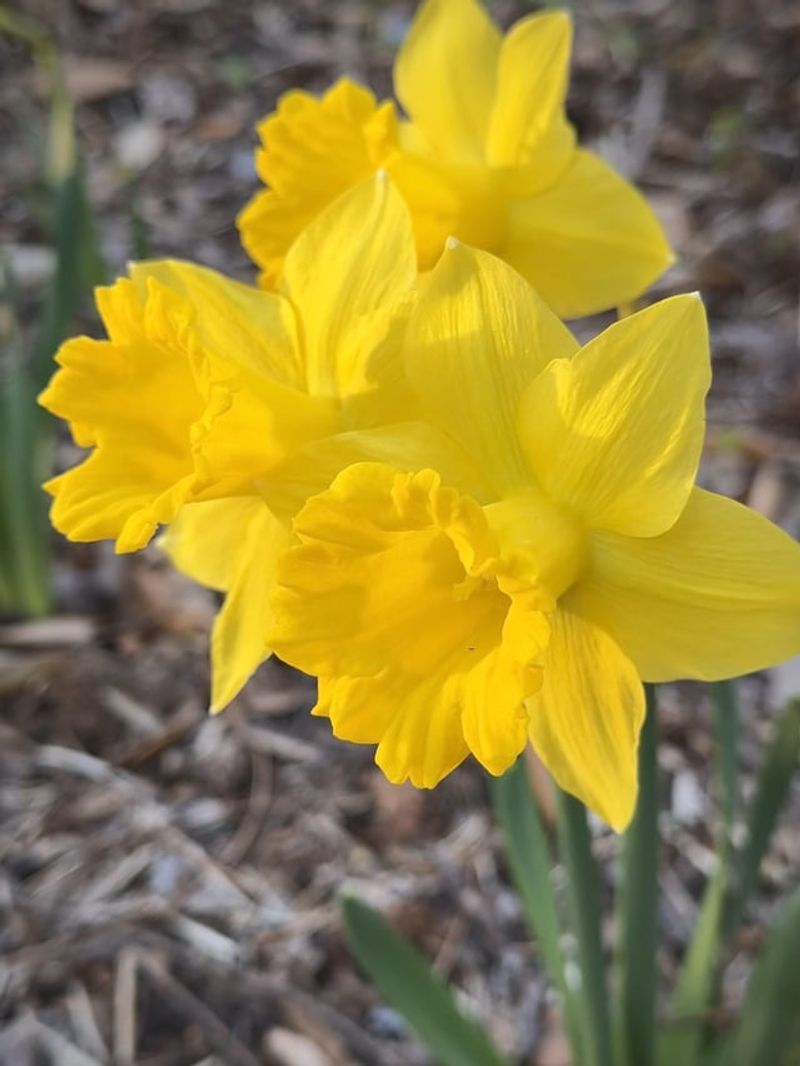 Naturalizing Daffodils For Spring Renewal