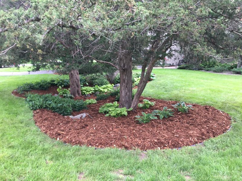 Applying Mulch Too Thickly