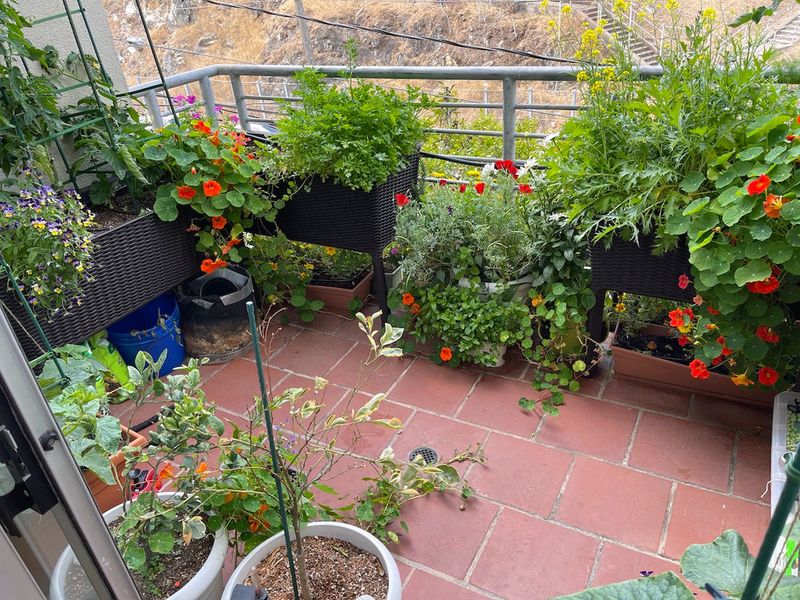 Combining Drought-Tolerant Plants With Salad Mixes
