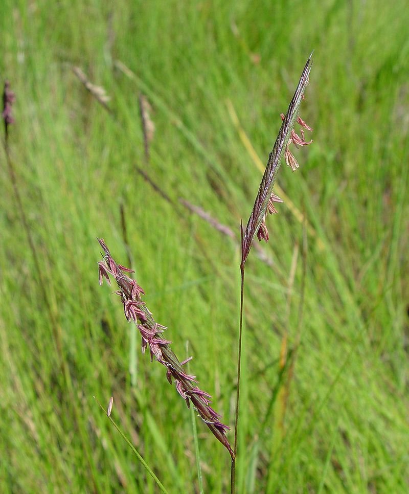 Combining Saltmeadow Cordgrass With Shell Paths