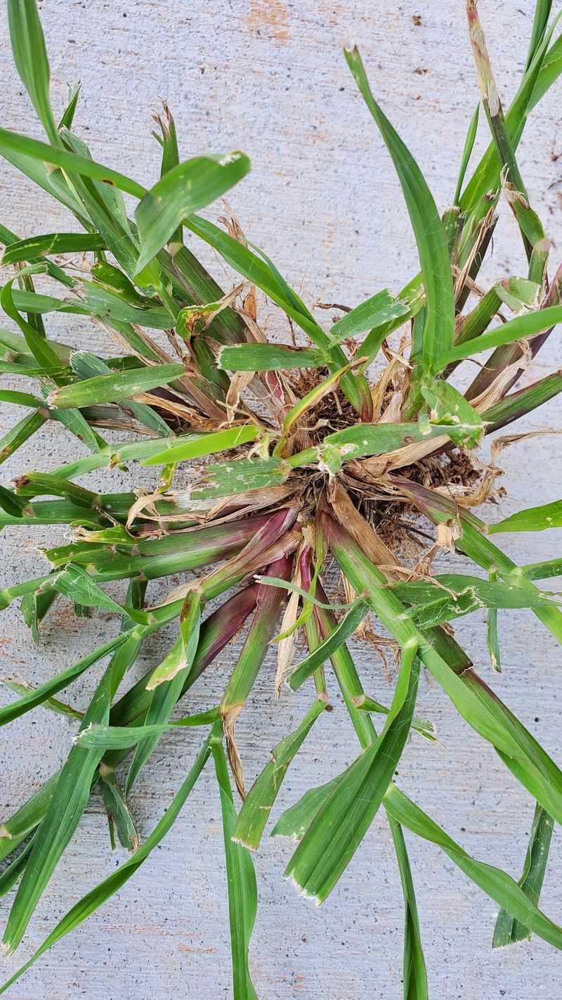Allowing Crabgrass To Go To Seed